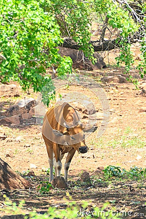 The banteng, Bos javanicus, in Baluran National Park, East Java Indonesia Stock Photo